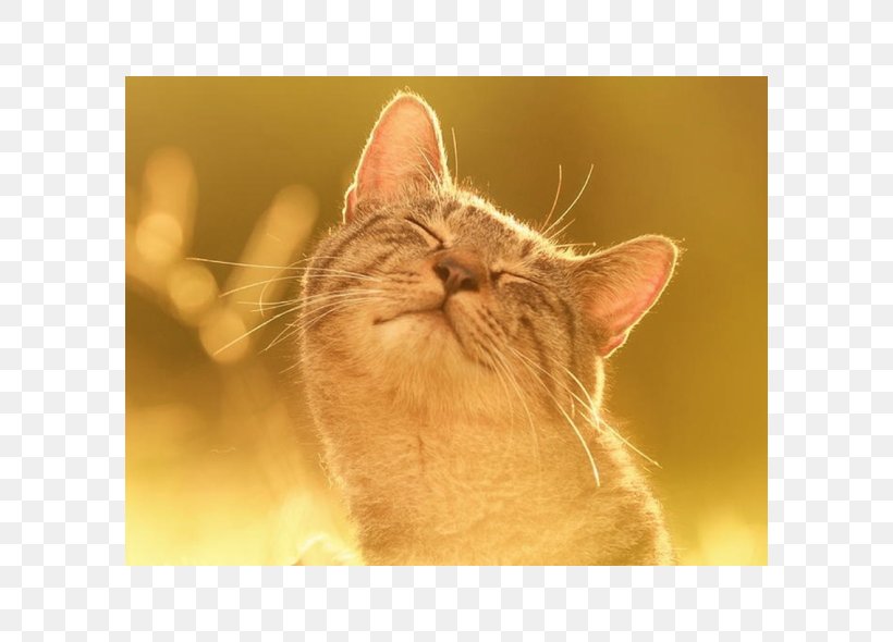 Kitten Siamese Cat Pet Quotation, PNG, 590x590px, Kitten, Animal, Asian, Carnivoran, Cat Download Free