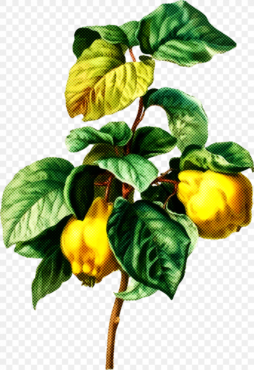 Plant Flower Yellow Leaf Fruit, PNG, 1643x2399px, Plant, Flower, Food, Fruit, Houseplant Download Free