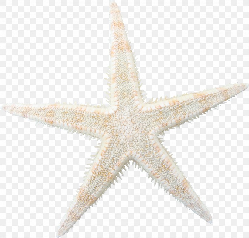 Starfish, PNG, 2326x2217px, Starfish, Echinoderm, Invertebrate, Marine Invertebrates Download Free