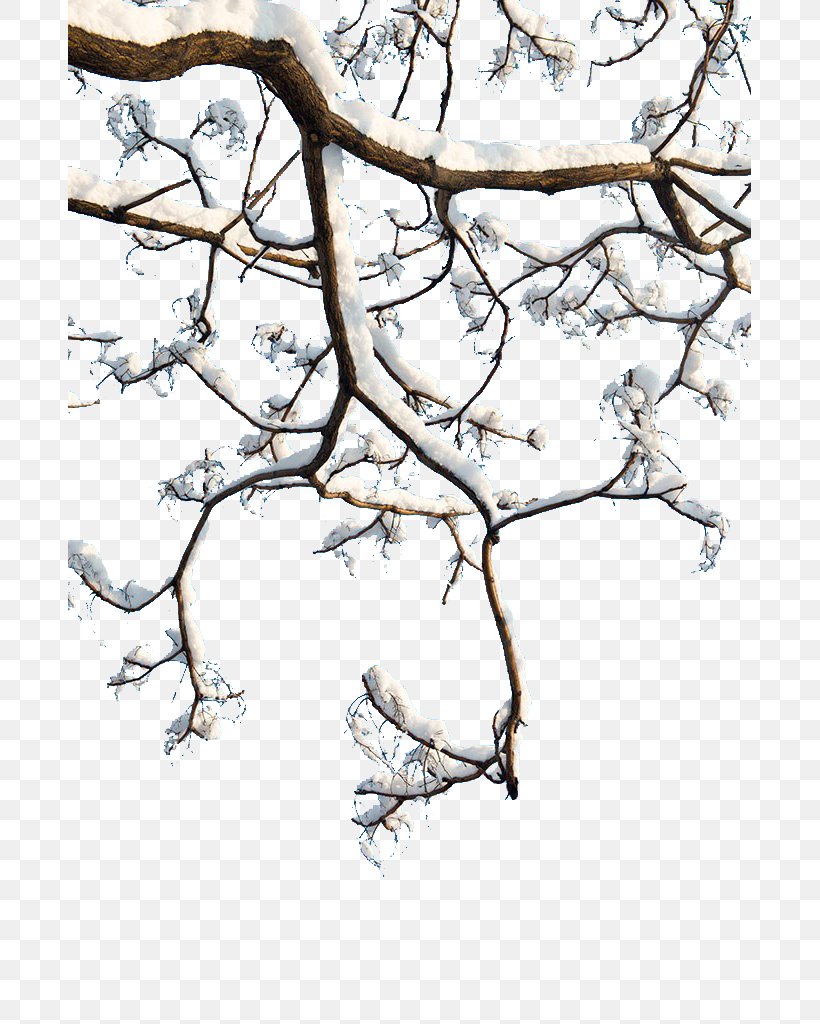 Twig Download, PNG, 683x1024px, Twig, Black And White, Blossom, Branch, Flower Download Free