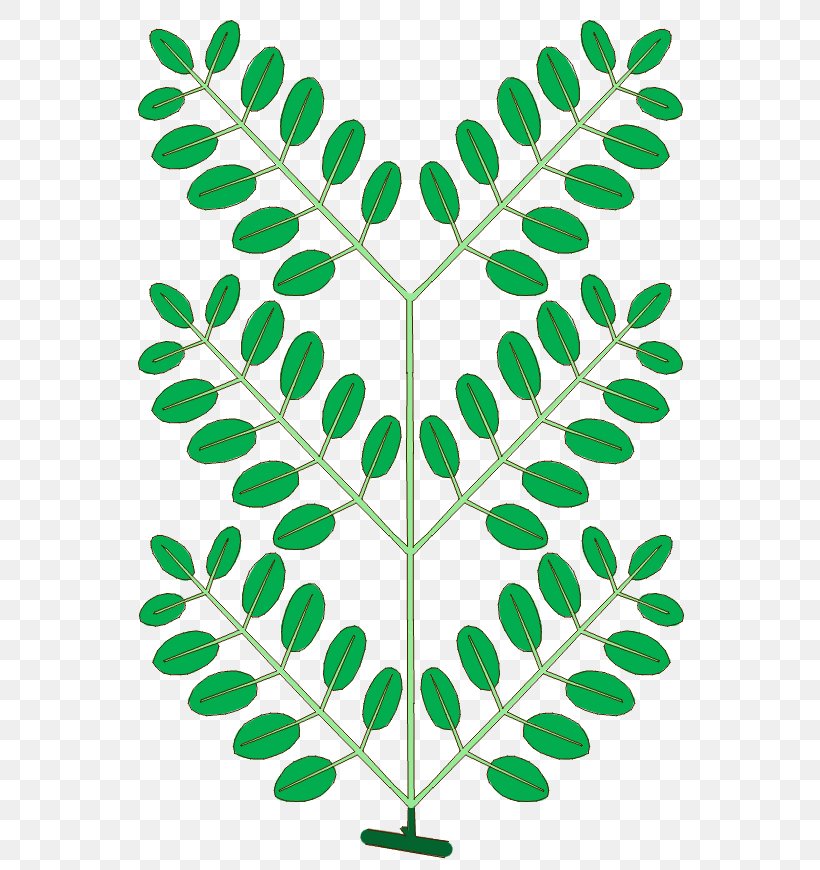 Leaf Branch Phyllotaxis NEET Plant Stem, PNG, 590x870px, Leaf, All India Pre Medical Test, Biology, Bladnerv, Branch Download Free