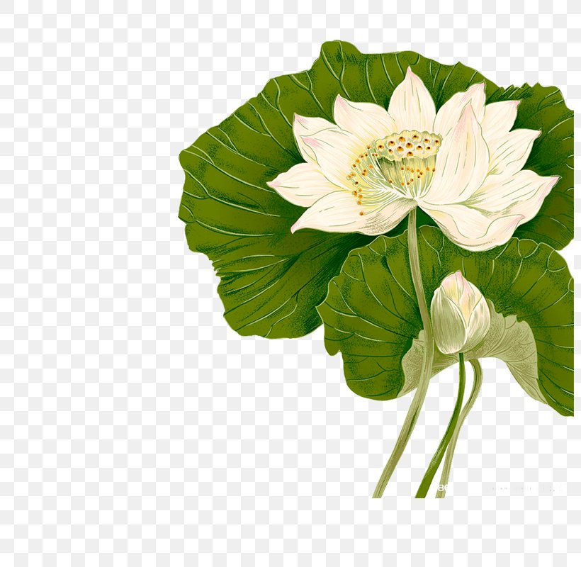 Nelumbo Nucifera Painting Computer Software, PNG, 800x800px, Nelumbo Nucifera, Annual Plant, Computer Software, Cut Flowers, Floral Design Download Free