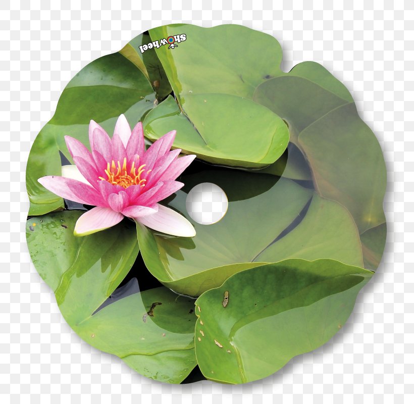 Nelumbo Nucifera Petal Leaf MTN Group, PNG, 800x800px, Nelumbo Nucifera, Aquatic Plant, Flower, Leaf, Lotus Download Free