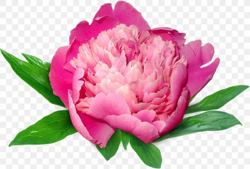 Peony Bouquet Of Flowers Clip Art, PNG, 899x609px, Peony, Blog, Bouquet Of Flowers, Cut Flowers, Diary Download Free
