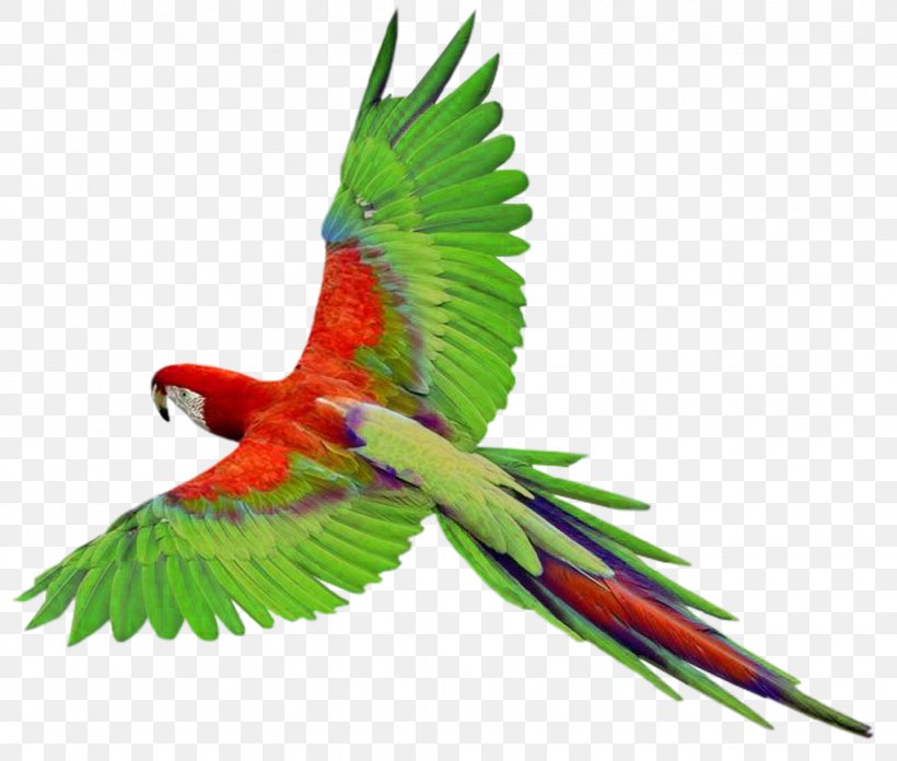 Bird Flight Parrots, PNG, 1022x868px, Parrot, Beak, Bird, Common Pet Parakeet, Document Download Free
