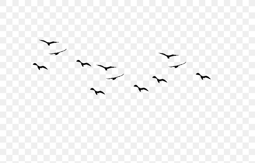 Bird Flock Clip Art, PNG, 701x526px, Bird, Animal Migration, Beak, Bird Flight, Bird Migration Download Free