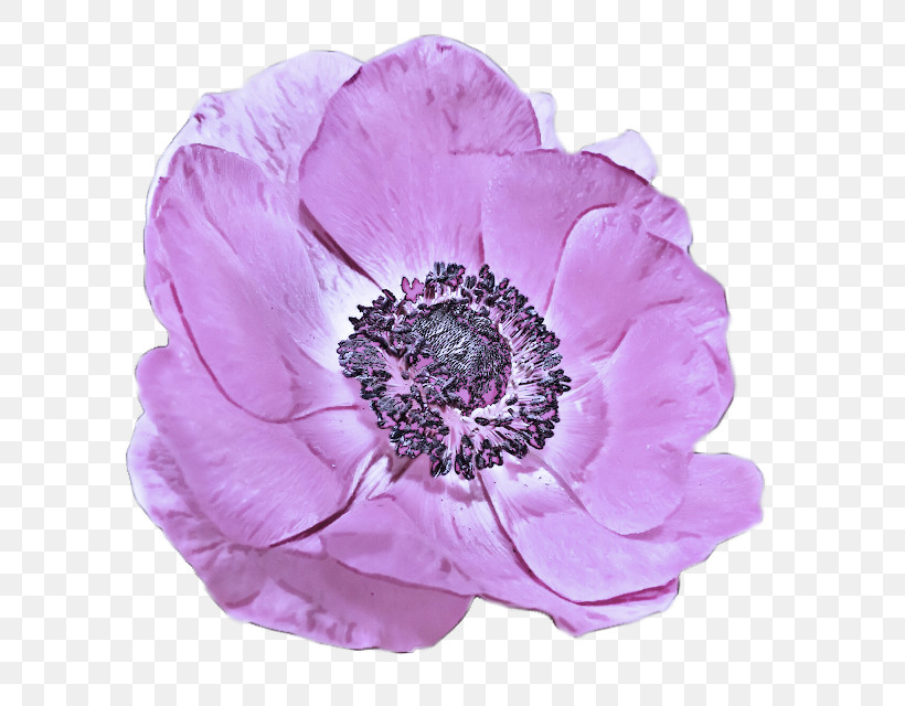 Flower Petal Pink Violet Purple, PNG, 640x640px, Flower, Anemone, Cut Flowers, Oriental Poppy, Petal Download Free