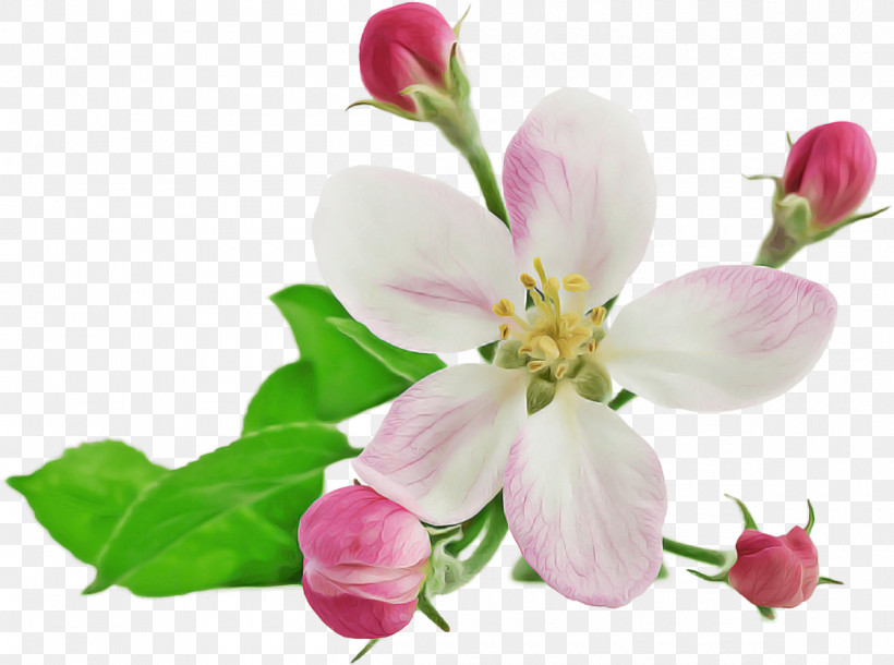 Flower Petal Plant Pink Blossom, PNG, 1200x893px, Flower, Blossom, Branch, Bud, Cut Flowers Download Free