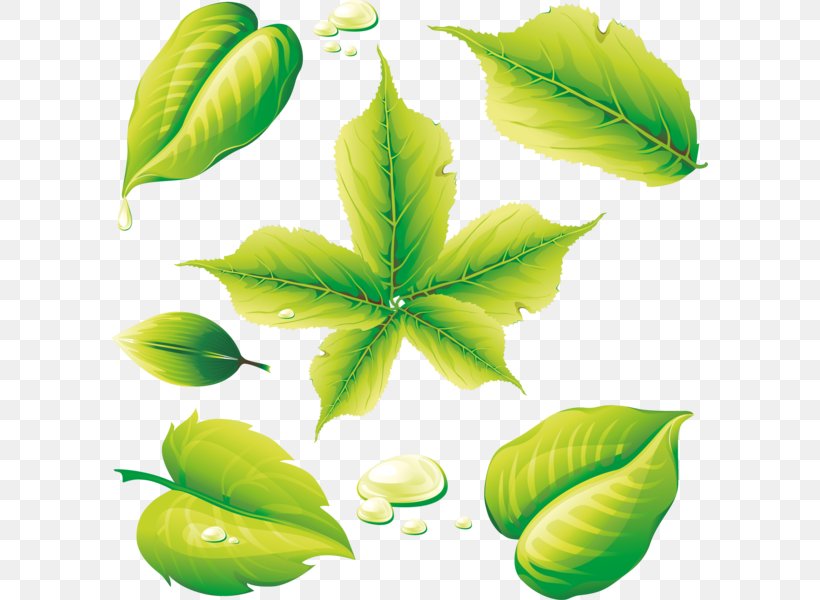 Leaf, PNG, 596x600px, Leaf, Coreldraw, Fruit, Graphic Arts, Green Download Free