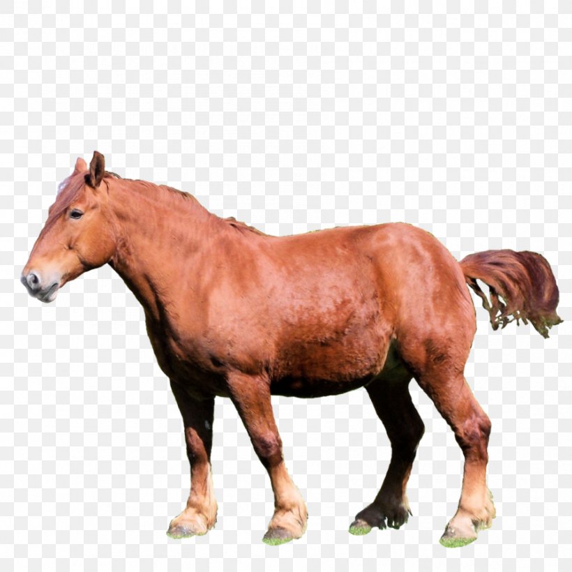 Mustang Mare Stallion Rein Halter, PNG, 894x894px, Mustang, Animal, Animal Figure, Bridle, Halter Download Free