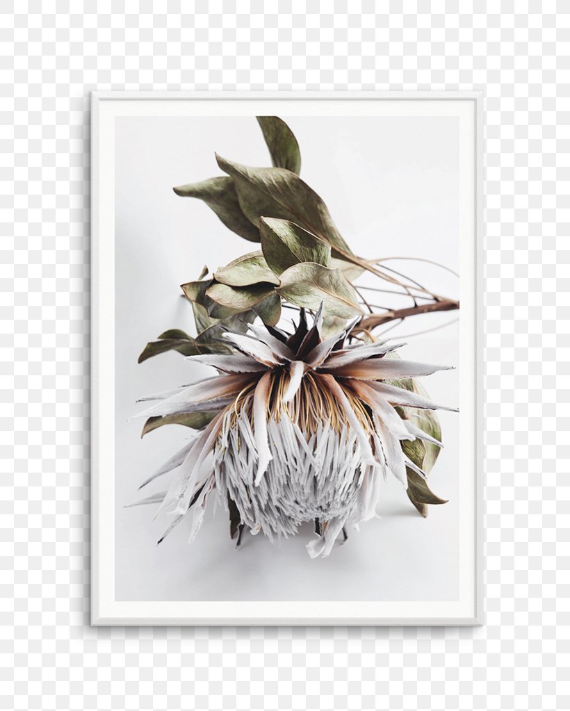 Protea Cynaroides Poster Photography, PNG, 812x1023px, Protea Cynaroides, Art, Bird, Feather, Flower Download Free