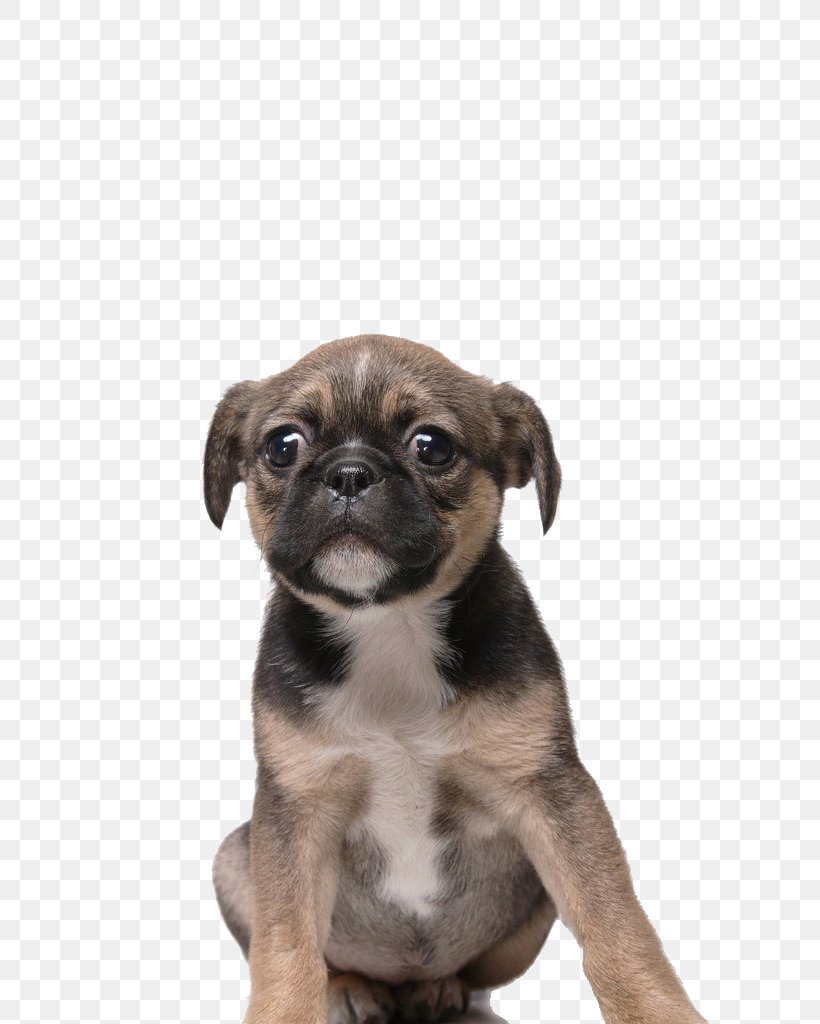 Puggle Toy Bulldog Puppy Dog Breed, PNG, 683x1024px, Pug, Animal, Carnivoran, Companion Dog, Dog Download Free