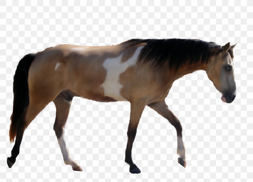 American Paint Horse Mustang Foal Mare Stallion, PNG, 900x649px, American Paint Horse, Colt, Foal, Halter, Horse Download Free