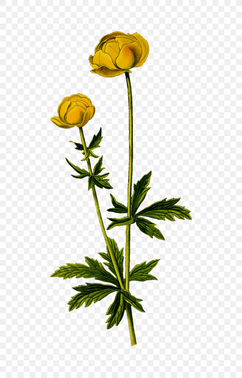 Clip Art Globeflower Photograph, PNG, 640x1280px, Flower, Bud, Cut Flowers, Flora, Floral Design Download Free