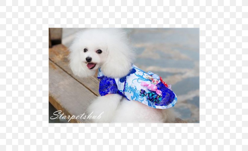 Dog Breed Miniature Poodle Toy Poodle Puppy Maltese Dog, PNG, 500x500px, Dog Breed, Breed, Carnivoran, Chinese Calendar, Chinese New Year Download Free