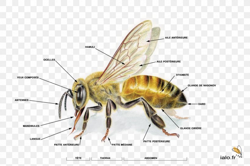 Western Honey Bee Honey Bee Life Cycle Anatomy Human Body, PNG, 1200x800px, Western Honey Bee, Africanized Bee, Anatomy, Apis Florea, Arthropod Download Free