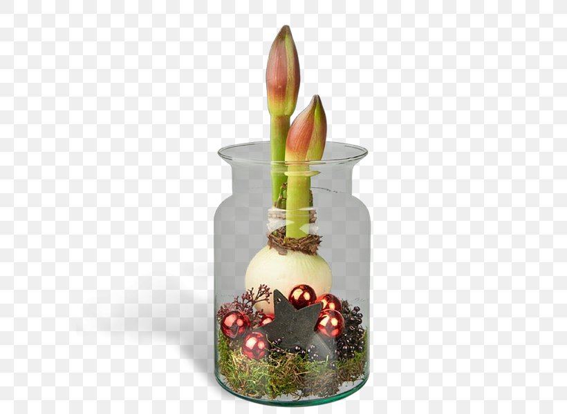 Christmas Decoration, PNG, 600x600px, Amaryllis Belladonna, Cactus, Candle, Christmas Decoration, Flower Download Free