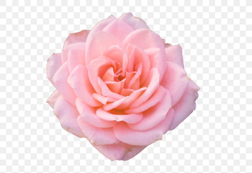 Rose Flower Desktop Wallpaper Clip Art, PNG, 715x564px, Rose, Camellia, Cut Flowers, Floribunda, Flower Download Free