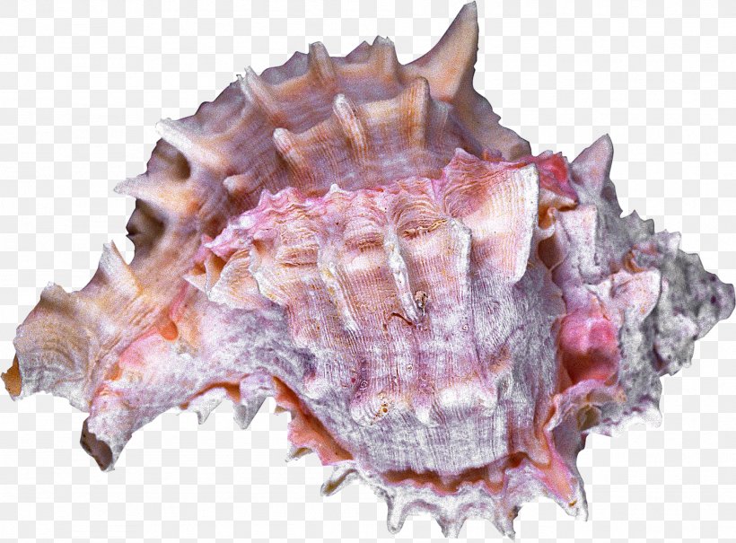 Sea Snail Seashell Conchology Cockle, PNG, 1896x1400px, Sea Snail, Animal, Animal Product, Animal Source Foods, Clams Oysters Mussels And Scallops Download Free