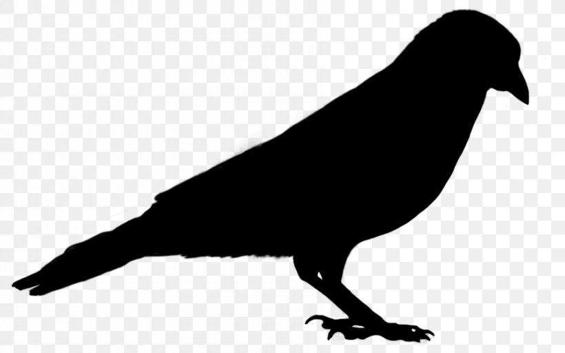 Bird Pigeons And Doves Parrot Dinosaur Stencil, PNG, 900x563px, Bird, Animal, Beak, Common Wood Pigeon, Crow Download Free
