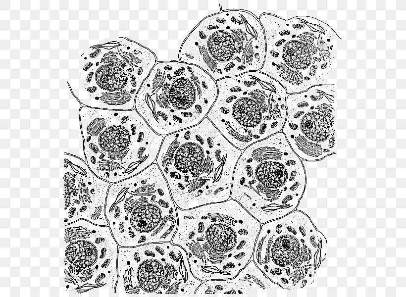 Cell Mitochondrion DNA Organelle Metabolism, PNG, 573x600px, Cell, Adenosine Triphosphate, Area, Biology, Black And White Download Free