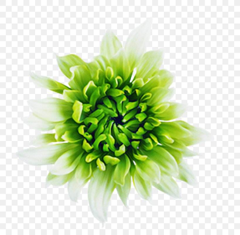 Flowers Background, PNG, 800x800px, Chrysanthemum, Artificial Flower, Aster, Cut Flowers, Dahlia Download Free