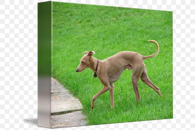 Italian Greyhound Sloughi Polish Greyhound Whippet, PNG, 650x547px, Italian Greyhound, Animal Sports, Azawakh, Borzoi, Carnivoran Download Free