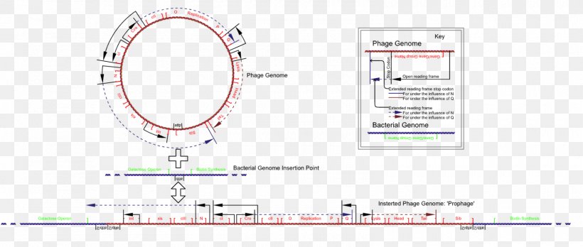 Lambda Phage Bacteriophage E. Coli Genome, PNG, 1600x680px, Lambda Phage, Area, Bacteriophage, Caudovirales, Concatemer Download Free