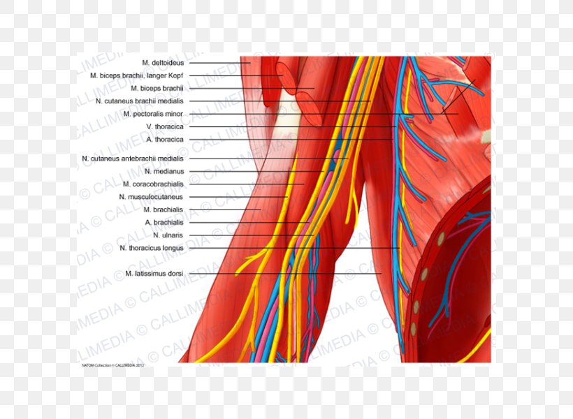 Median Nerve Arm Ulnar Nerve Elbow, PNG, 600x600px, Watercolor, Cartoon, Flower, Frame, Heart Download Free