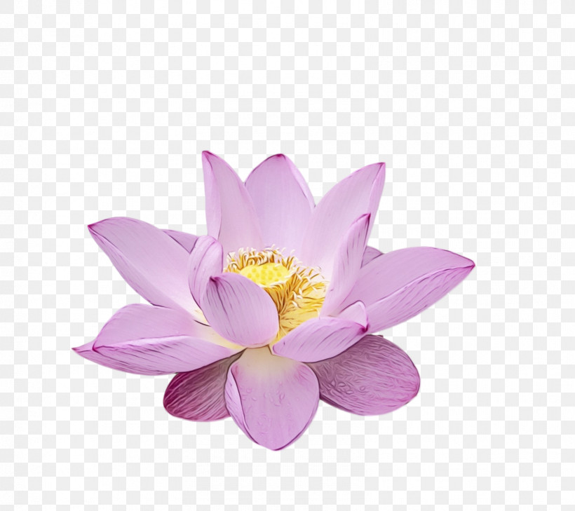 Sacred Lotus Purple Lotus-m, PNG, 1605x1428px, Lotus Flower, Lotusm, Paint, Purple, Sacred Lotus Download Free
