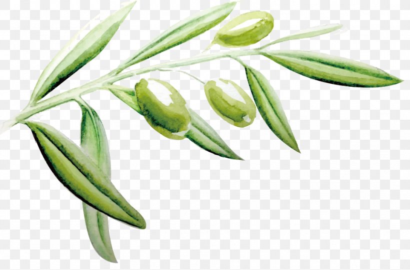 Vector Painted Olive Leaf, PNG, 962x635px, Olive, Flower, Leaf, Olive Leaf, Olive Oil Download Free
