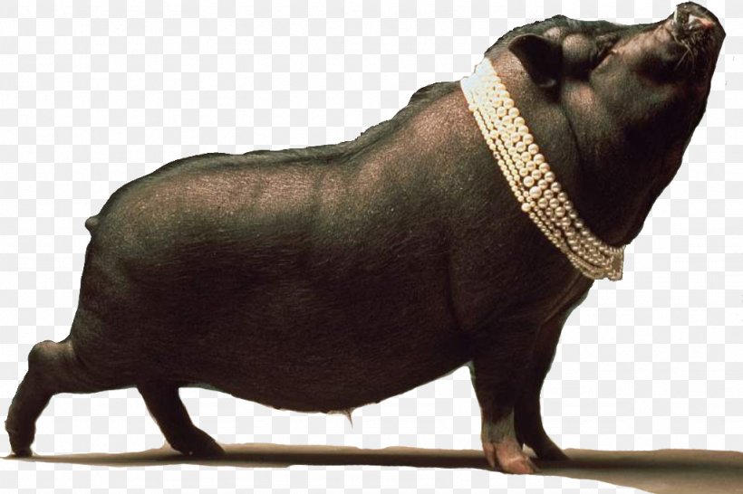 Black Iberian Pig Dream Ritual, PNG, 1024x682px, Black Iberian Pig, Amulet, Dog Breed, Domestic Pig, Dream Download Free