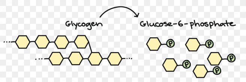 Cellular Respiration Osmotic Concentration Ethanol Fermentation Glucose Lactic Acid, PNG, 1081x363px, Cellular Respiration, Anaerobic Organism, Anaerobic Respiration, Area, Breathing Download Free