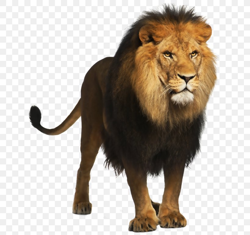 Lion Felidae Clip Art, PNG, 658x772px, Lion, Animal, Big Cat, Big Cats, Carnivoran Download Free
