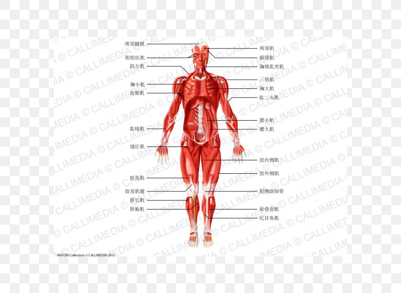 Muscle Homo Sapiens Anatomie Physiologie Human Anatomy Human Body, PNG, 600x600px, Watercolor, Cartoon, Flower, Frame, Heart Download Free