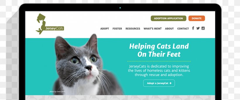.org Whiskers Kitten Web Design .com, PNG, 1197x500px, Org, Advertising, Brand, Cat, Cat Like Mammal Download Free