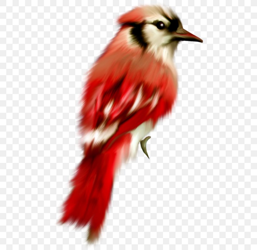 Bird Parrot Cygnini Oiseaux Tropicaux Drawing, PNG, 477x798px, Bird, Animal, Animation, Beak, Cardinal Download Free