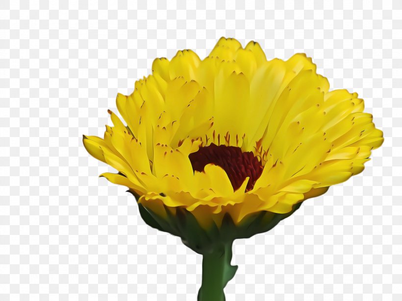 Blossom Background, PNG, 2308x1732px, Marigold, Annual Plant, Barberton Daisy, Bloom, Blossom Download Free