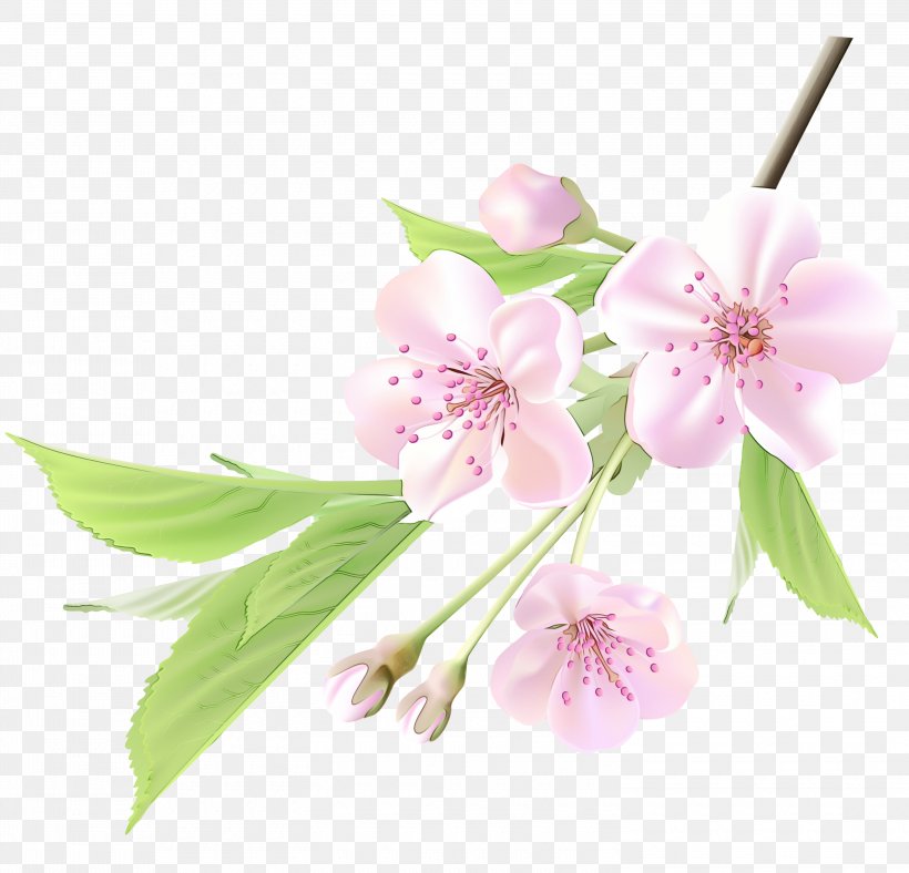 Cherry Blossom Cerasus Cherries Image, PNG, 3000x2886px, Blossom, Art, Black Forest Gateau, Botany, Branch Download Free