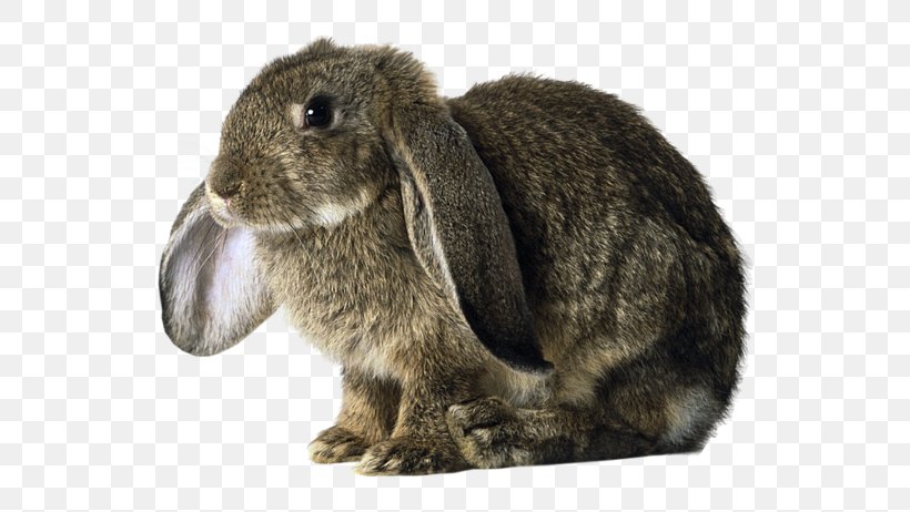 Domestic Rabbit Holland Lop Basset Hound German Lop, PNG, 600x462px, Domestic Rabbit, Animal, Basset Hound, European Rabbit, Fauna Download Free