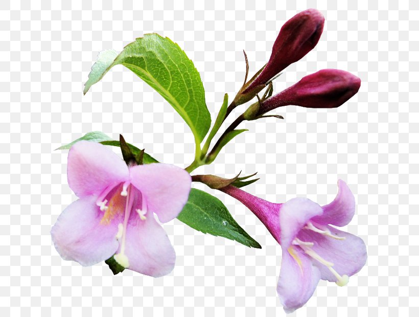 Image Clip Art Photography, PNG, 640x620px, Photography, Blossom, Branch, Cut Flowers, Drawing Download Free