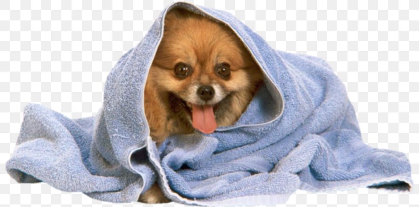 Pomeranian Poodle Puppy Towel Dog Grooming, PNG, 800x405px, Pomeranian, Bathing, Carnivoran, Coat, Collar Download Free