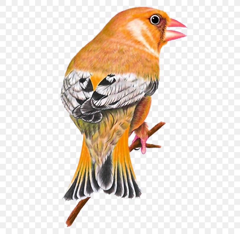 Bird, PNG, 503x800px, Bird, Beak, Computer Graphics, European Robin, Fauna Download Free