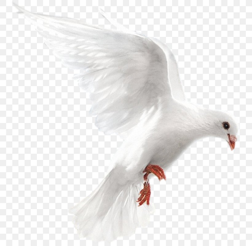 Columbidae Homing Pigeon Bird Release Dove Doves As Symbols, PNG, 743x800px, Columbidae, Beak, Bird, Bird Flight, Birdcage Download Free