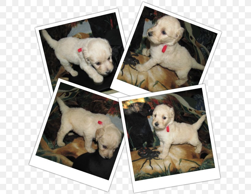 Dog Breed Puppy Sporting Group Retriever Companion Dog, PNG, 639x633px, Dog Breed, Breed, Carnivoran, Companion Dog, Crossbreed Download Free