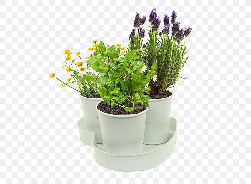 English Lavender Herb Plants Peppermint Garden, PNG, 600x600px, English Lavender, Fines Herbes, Flowerpot, Food, French Lavender Download Free