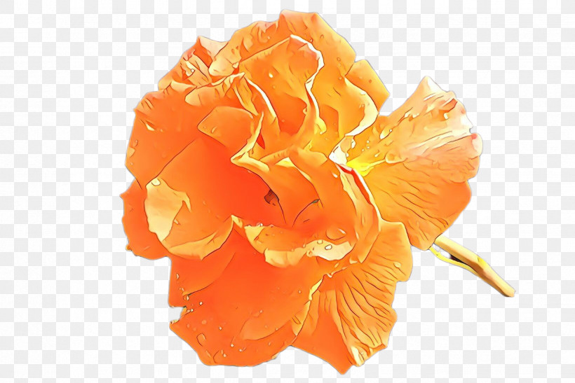 Orange, PNG, 2448x1635px, Orange, Carnation, Cut Flowers, Flower, Peach Download Free