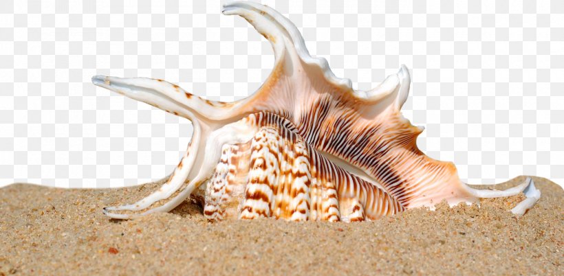 Seashell Shell Beach Sand Mollusc Shell, PNG, 1400x688px, Seashell, Beach, Coast, Conch, Epitonium Scalare Download Free