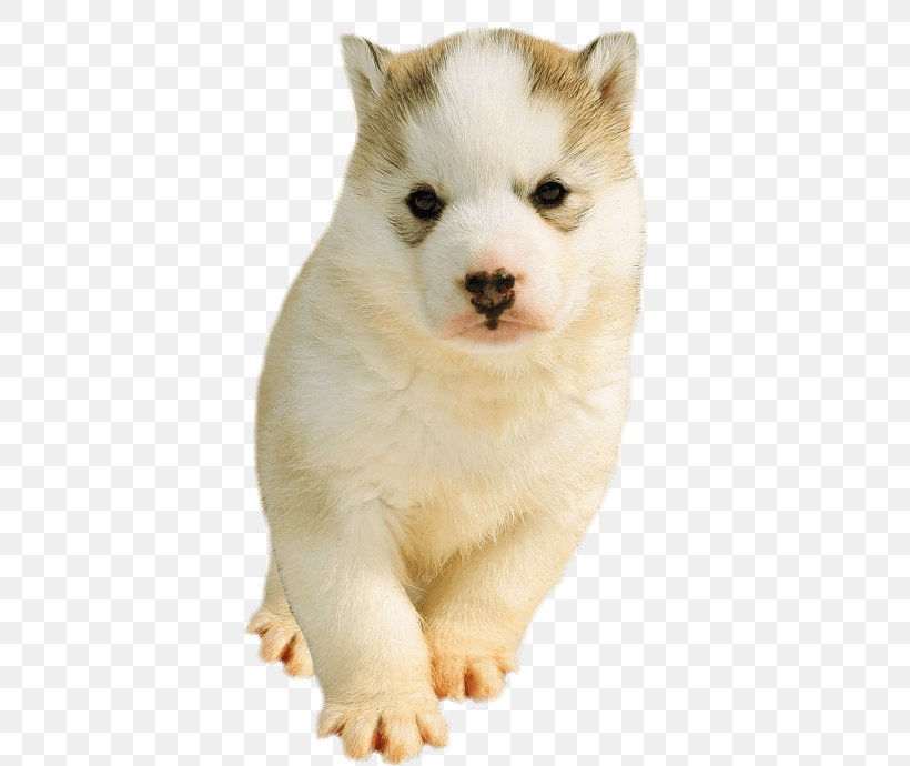 Siberian Husky Sakhalin Husky Alaskan Malamute St. Bernard Pomeranian, PNG, 510x690px, Siberian Husky, Alaskan Klee Kai, Alaskan Malamute, Ancient Dog Breeds, Animal Download Free