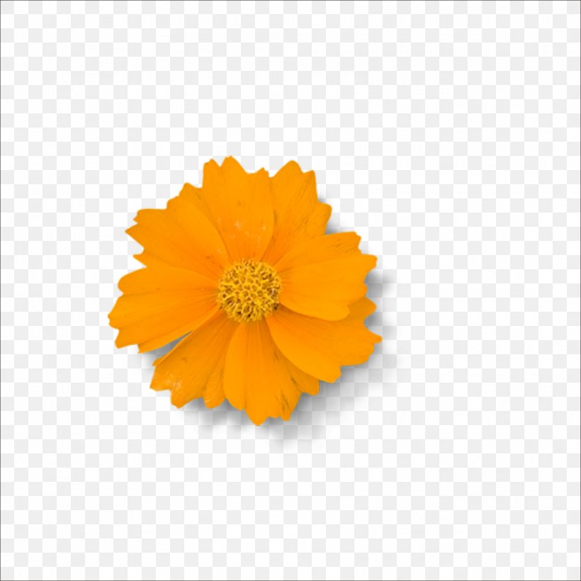 Yellow Chrysanthemum Flower, PNG, 1773x1773px, Yellow, Calendula, Chrysanthemum, Color, Daisy Family Download Free